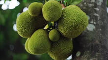 jackfruit