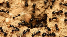 ants