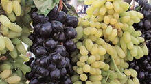 grapes