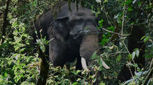 wild-elephant-attack-at-athirappilly-hotel