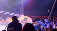 tiger-escapes-circus-programme-into-crowd-in-russia