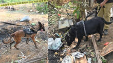 cadaver-dogs-in-thrissur-tragedy