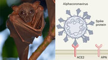 bat-alphacoronavirus-global-threat-new-study