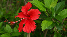 hibiscus