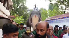 thrissur-pooram-rituals-started