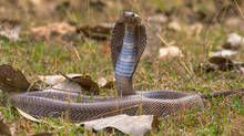 snake-behaviour-in-summer-why-heat-drives-them-out-of-hiding-expert-explains