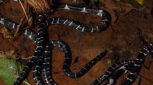 five-snakes-found-from-bed-of-children