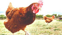 hens-in-kerala-getting-sick-and-dying