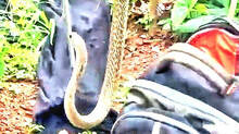 cobras-are-becoming-common-all-over-kerala
