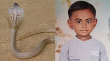 four-year-old-girl-dies-snake-bite