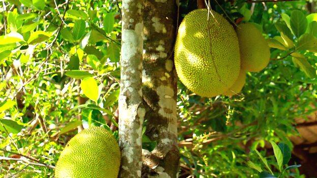 jack-fruit