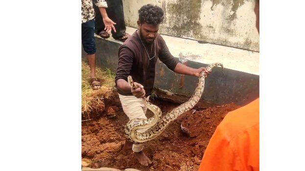 കോതമംഗലത്ത് സ്‌കൂൾ മതിലിനുള്ളിൽ ഒളിച്ചിരുന്ന മലമ്പാമ്പിനെ പിടികൂടി