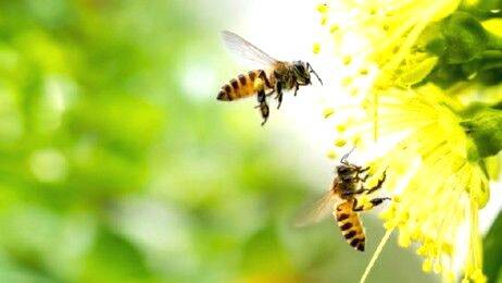 honey