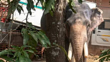 elephant-attack-lilled-lorry-driver