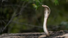snake