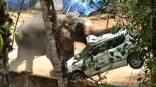 kerala-elephant-attack