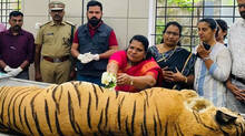 tigress