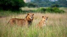 wildlife-capital-