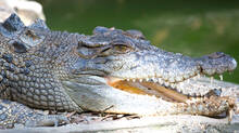 mans-remains-6-pairs-of-shoes-found-inside-crocodile