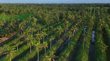 cococnut-farms-faces-crisis
