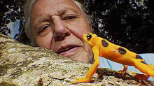 attenborough-100