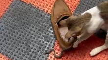 venomous-snake-captured-and-killed