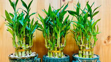 lucky-bamboo