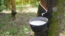 rubber-price-likely-to-hit-record