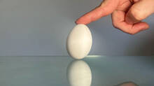 egg