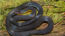 two-headed-snake