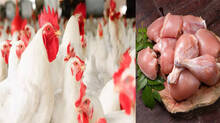 chicken-price-increasing-in-kerala
