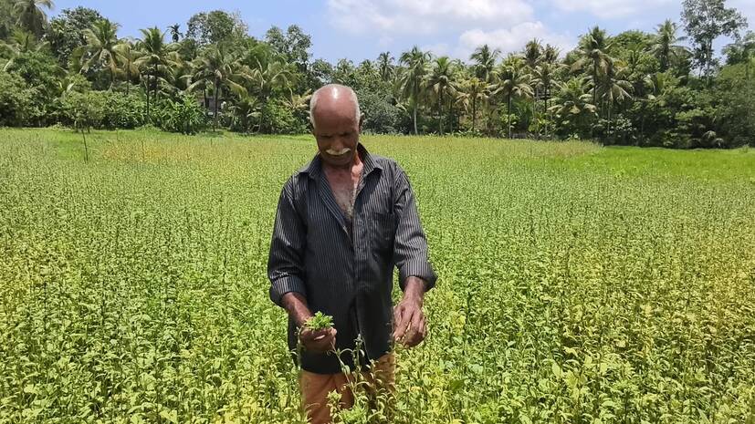 എള്ളുകൃഷിയിലൂടെ മികച്ച വരുമാനം നേടി ചെറിയനാട് സ്വദേശി ബാലകൃഷ്ണപിള്ള