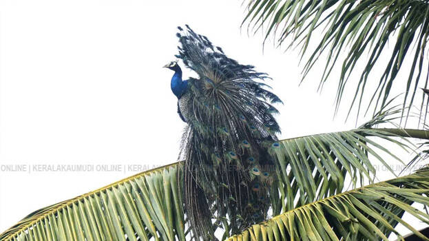 നാട്ടിലെങ്ങും മയിൽശല്യം: കൃഷി നശിപ്പിക്കുന്ന മയിലുകൾ കർഷകർക്ക് വലിയ തലവേദനയാകുന്നു