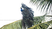 what-is-the-reason-behind-the-appearance-of-peacocks-in-the-villages-of-kerala