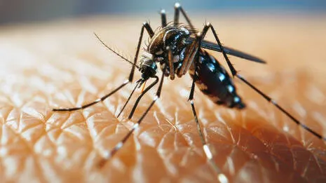 mosquito.1.3856317