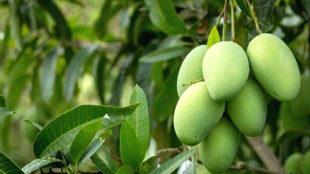 mango