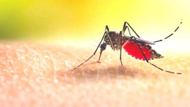 dengue