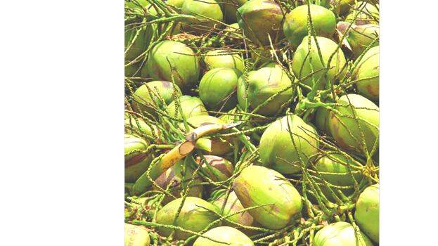 coconut