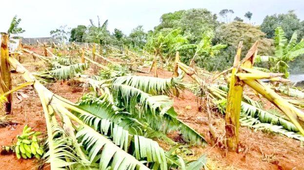 krishi