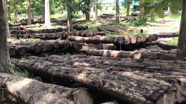 timber-