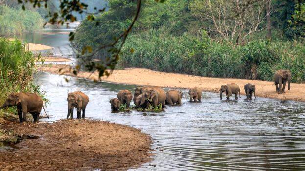 elephant-