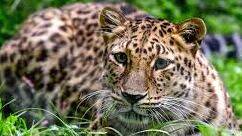 lepard