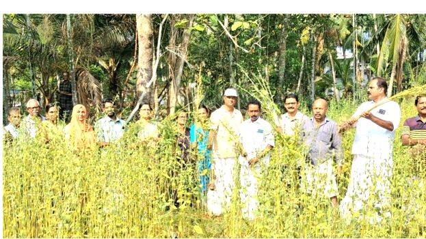 എള്ള് കൃഷി
വിളവെടുപ്പ് - Kerala Kaumudi