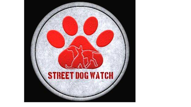 street-dog