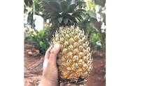 pineapple