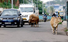 cow