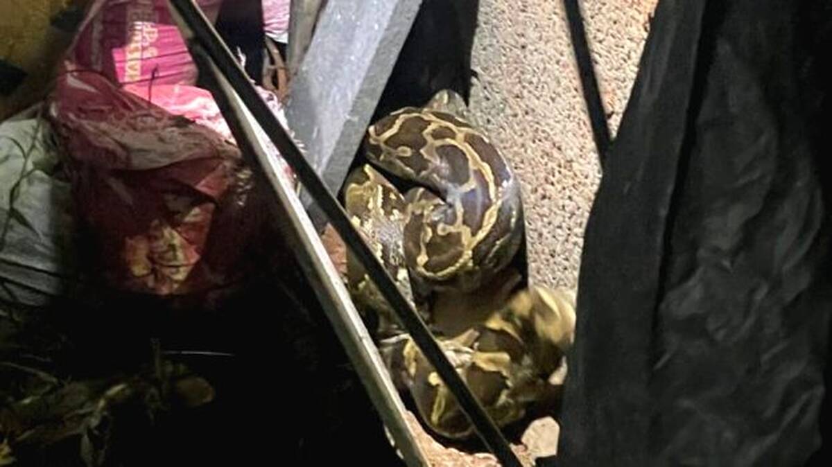 snake