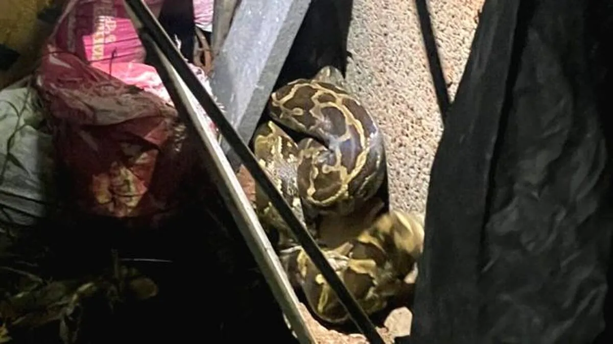 snake
