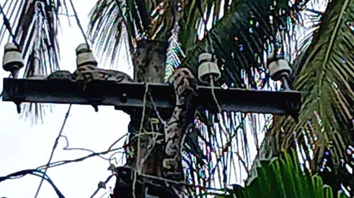snake