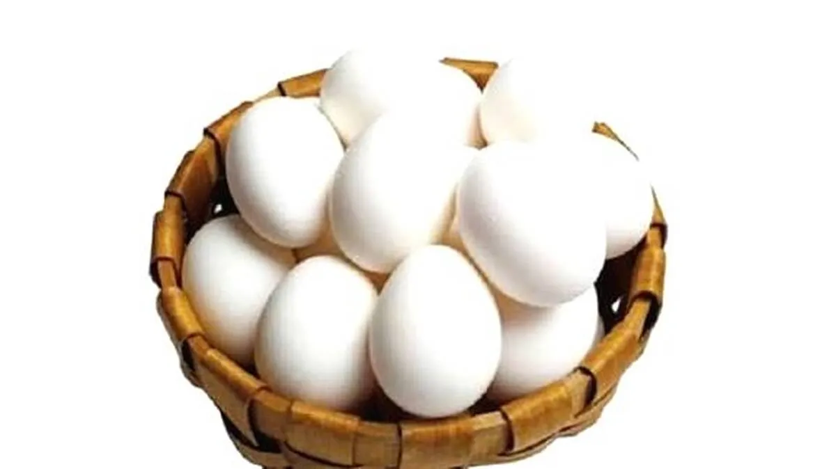 egg